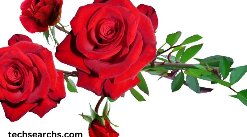 Drawing: Kkbuebxxlzy= Rose: A Comprehensive Guide