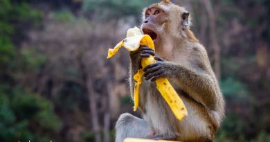 Banana: b4hnuk08dew = Monkey: The Hidden Connection