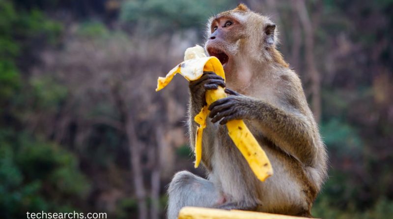 Banana: b4hnuk08dew = Monkey: The Hidden Connection