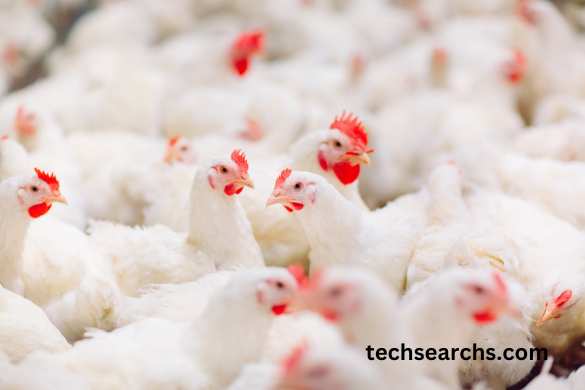 The Future of live:p_3ijan3bzo= Chicken"