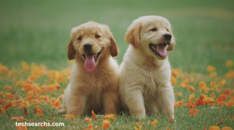 Puppy:iuuiiqqqwao= Dogs: Decoding the Enigma of Modern Canine Trends