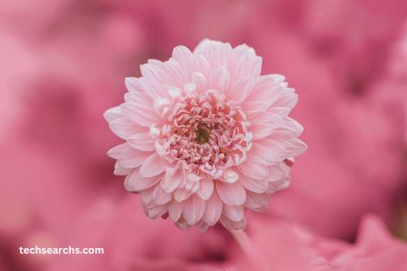 Where to Find and Download pink:gdxr6qp7qy0= Wallpaper