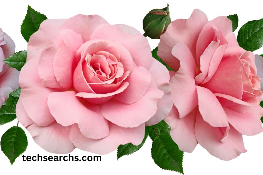 Essential Tools for Drawing Roses