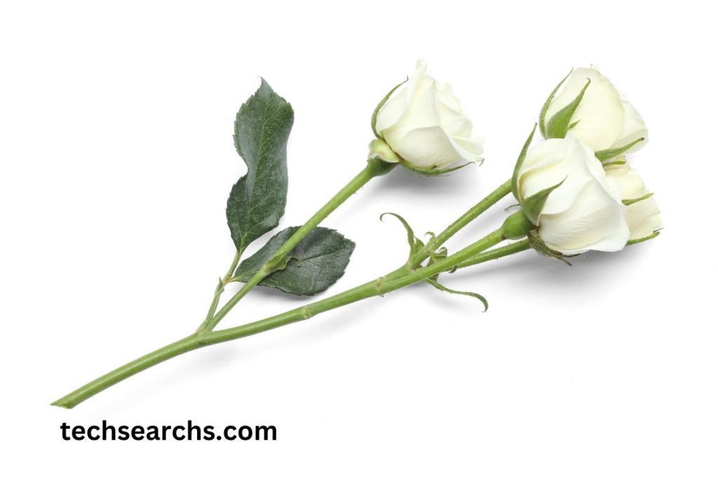 Common Challenges and How to Overcome Them