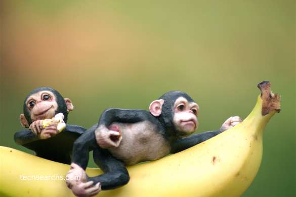 Understanding the Basics: What Is Banana: b4hnuk08dew = Monkey?