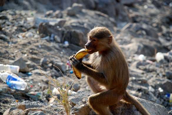 The Broader Context: Why Does Banana: b4hnuk08dew = Monkey Matter?