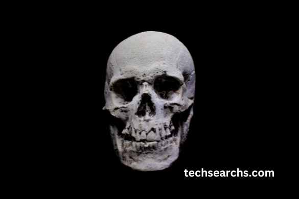 Digital Tools for Skull Drawing